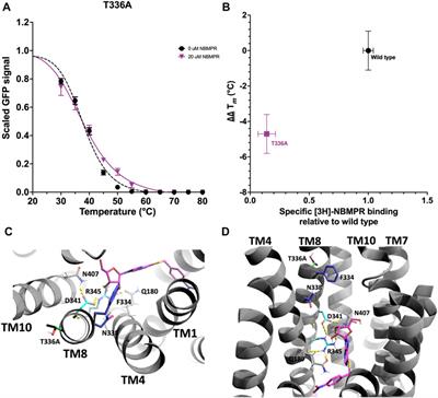 Novel variants provide differential stabilisation of human equilibrative nucleoside transporter 1 states